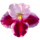 Bi-color Red African Violet from Optimara